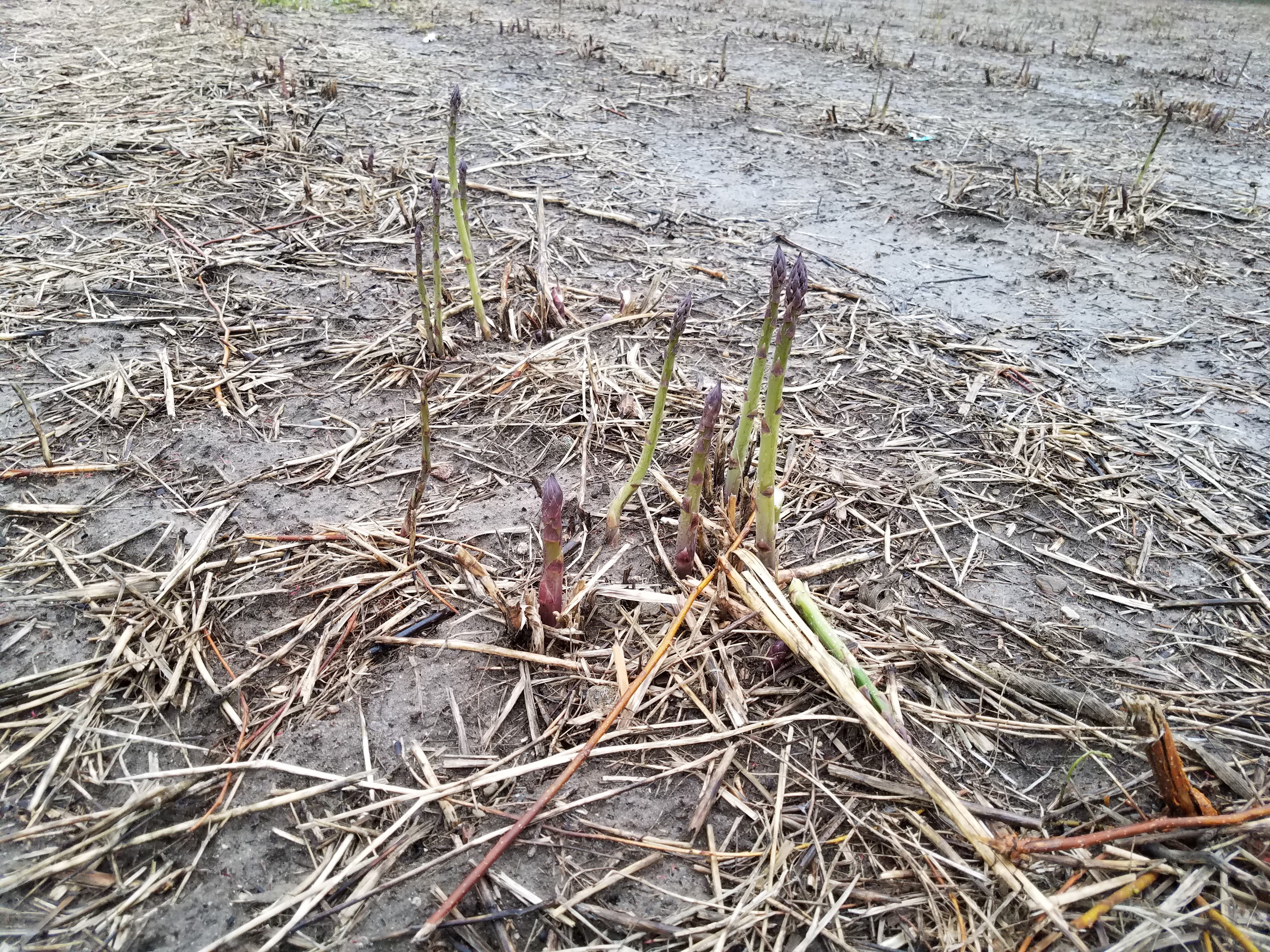 asparagus ready to harvest